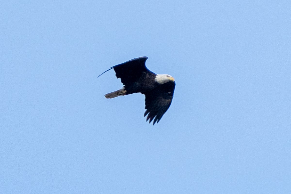 Bald Eagle - ML643427261