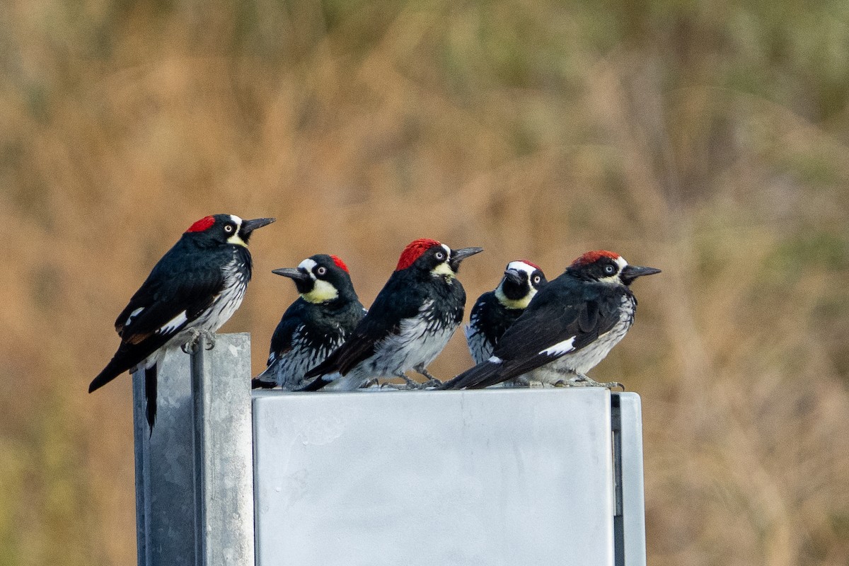 Acorn Woodpecker - ML643427264