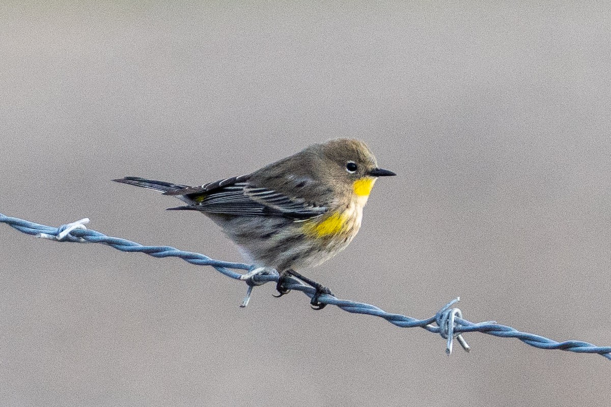 Yellow-rumped Warbler - ML643427272