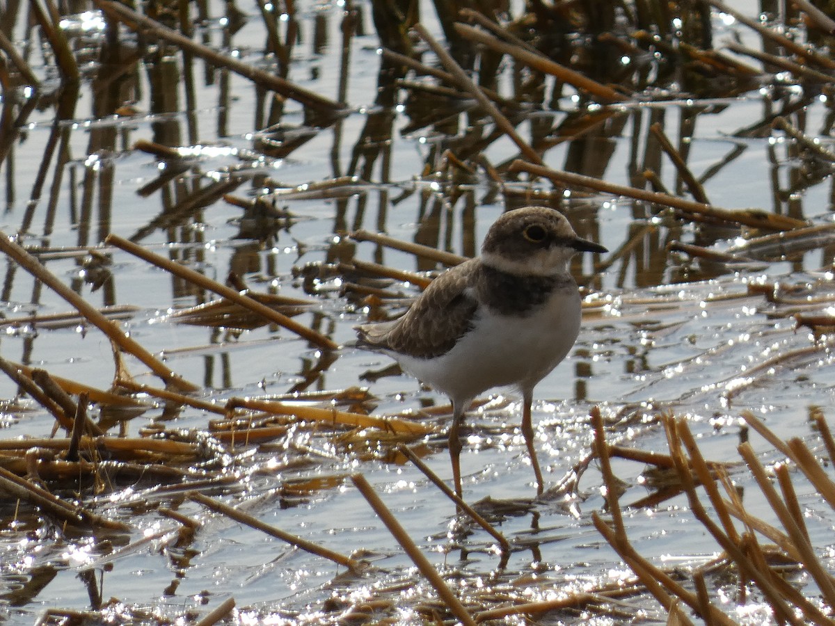 Little Ringed Plover - ML643427273