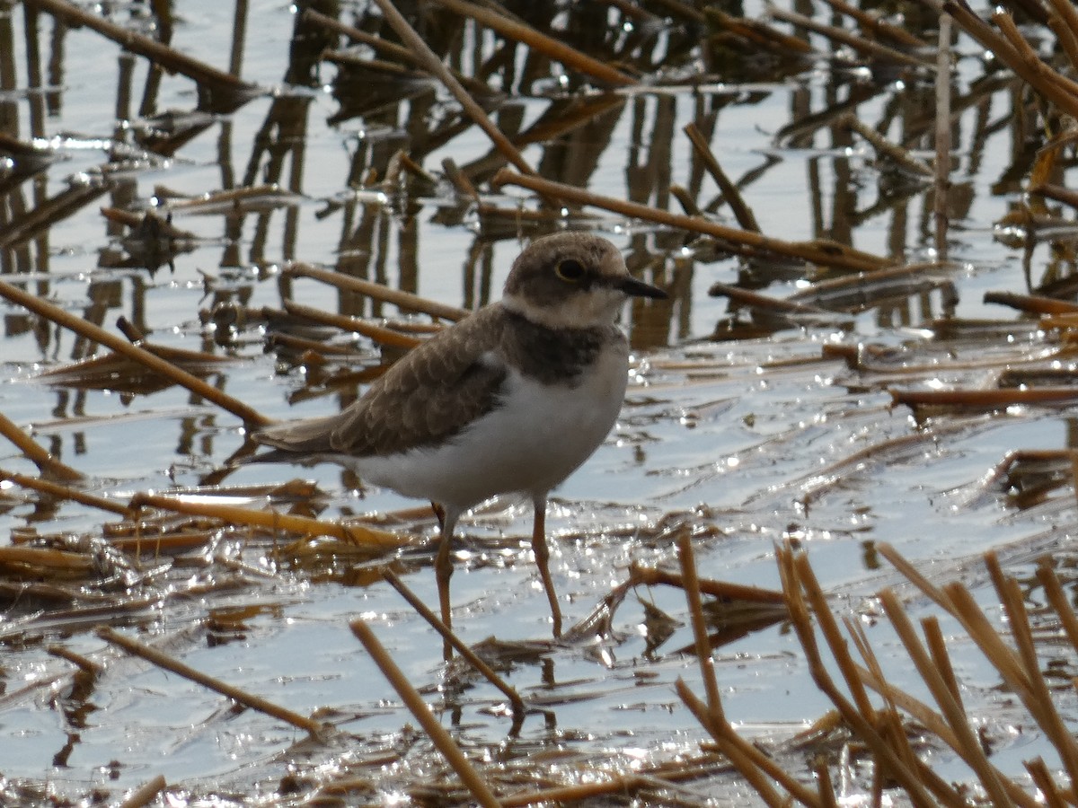 Little Ringed Plover - ML643427275