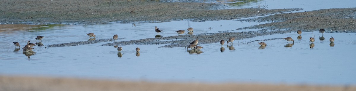 Long-billed Dowitcher - ML643427277