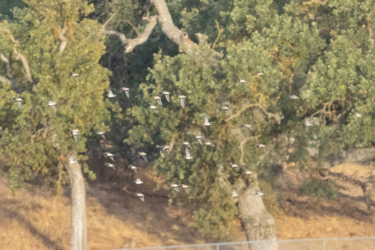 Long-billed Dowitcher - ML643427278