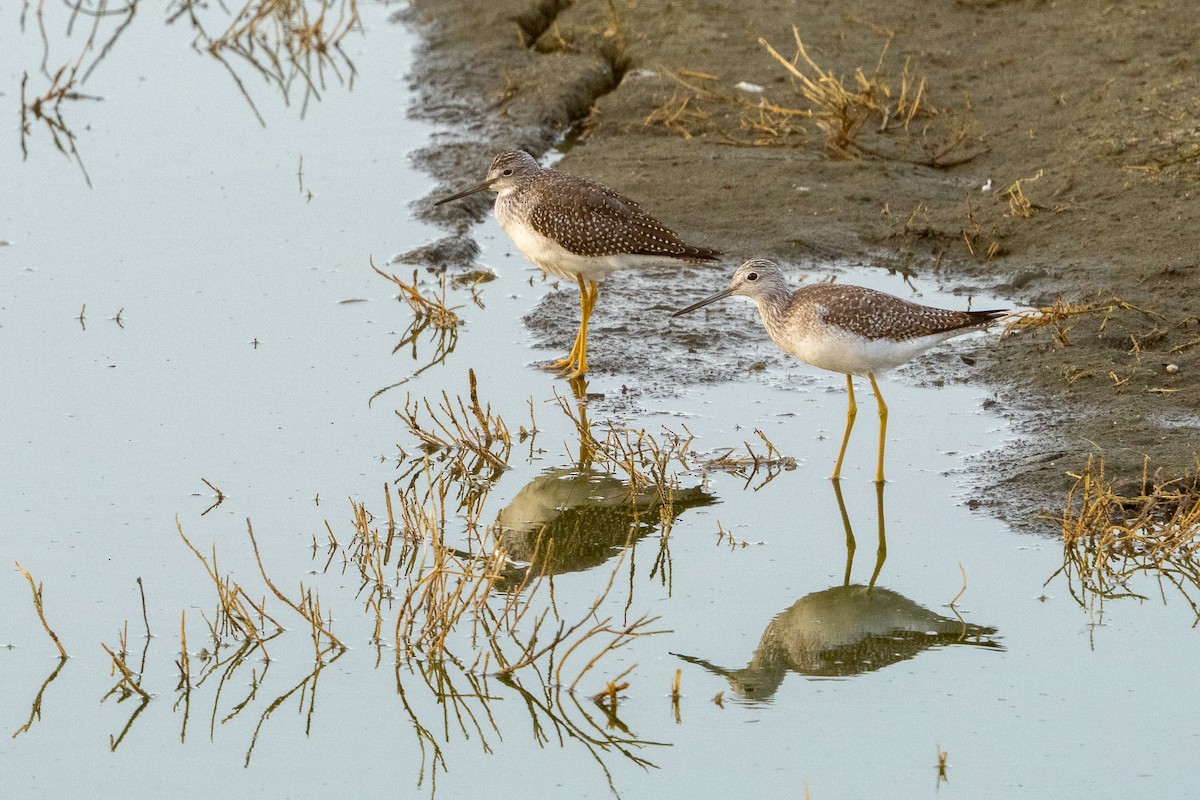Greater Yellowlegs - ML643427292