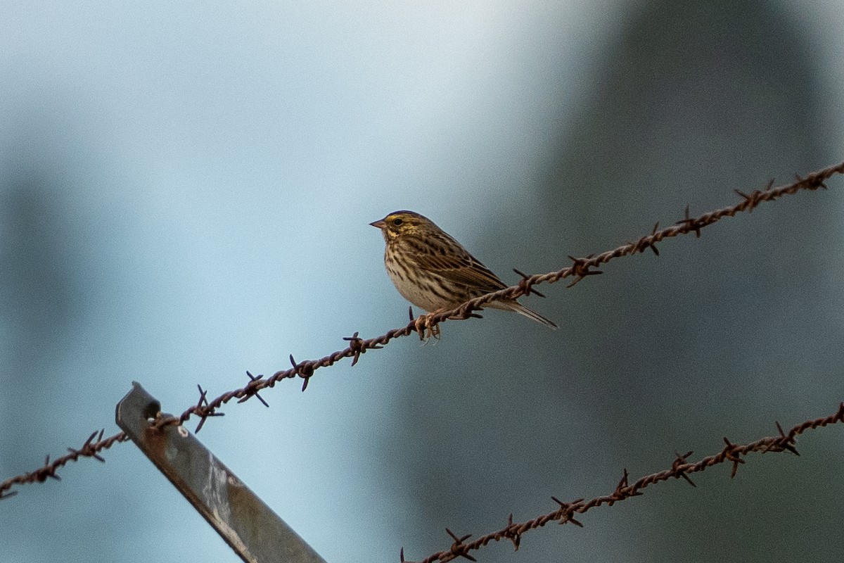 Savannah Sparrow - ML643427296
