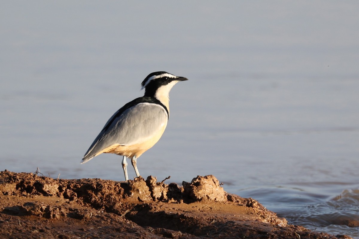Egyptian Plover - ML643427311