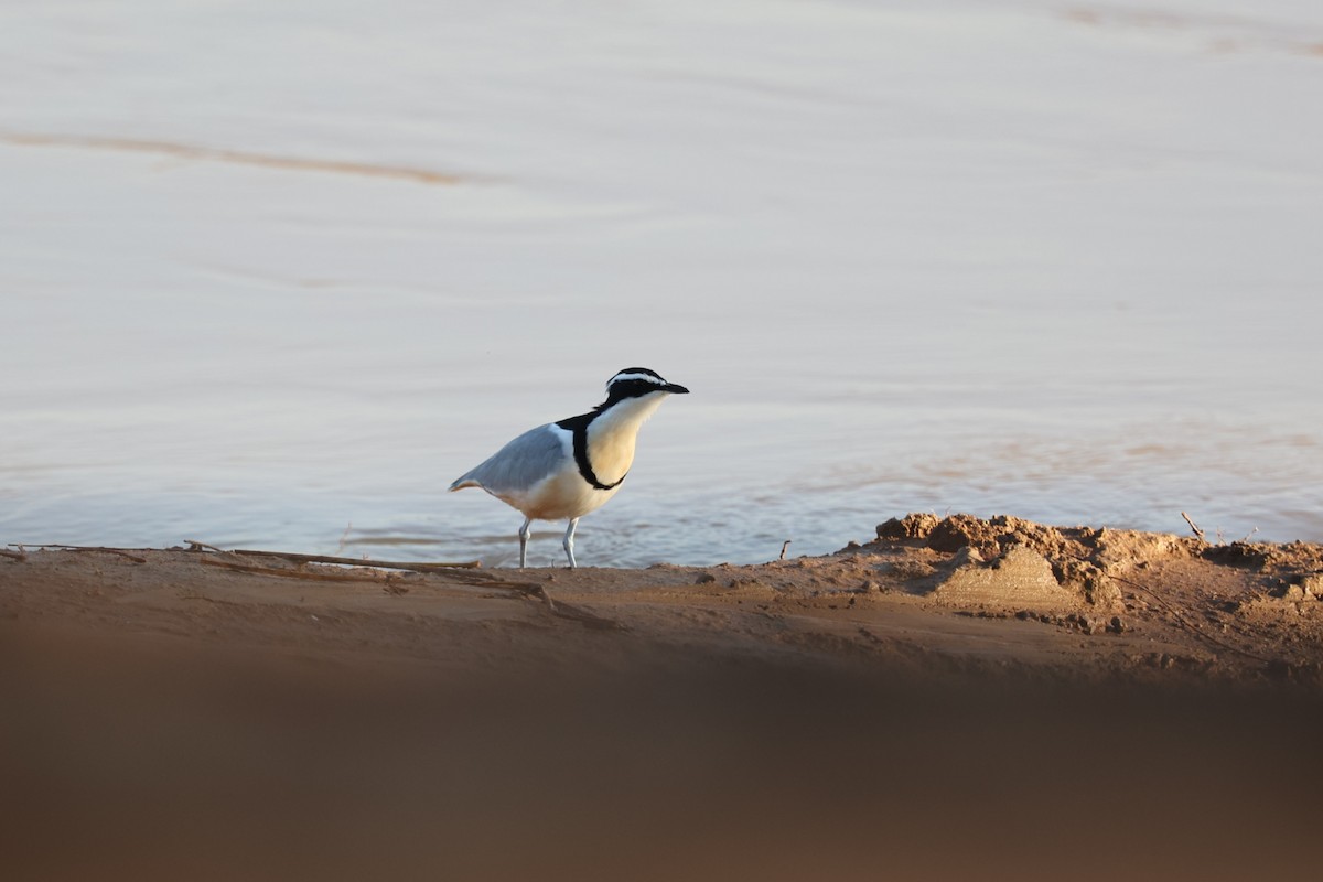 Egyptian Plover - ML643427312