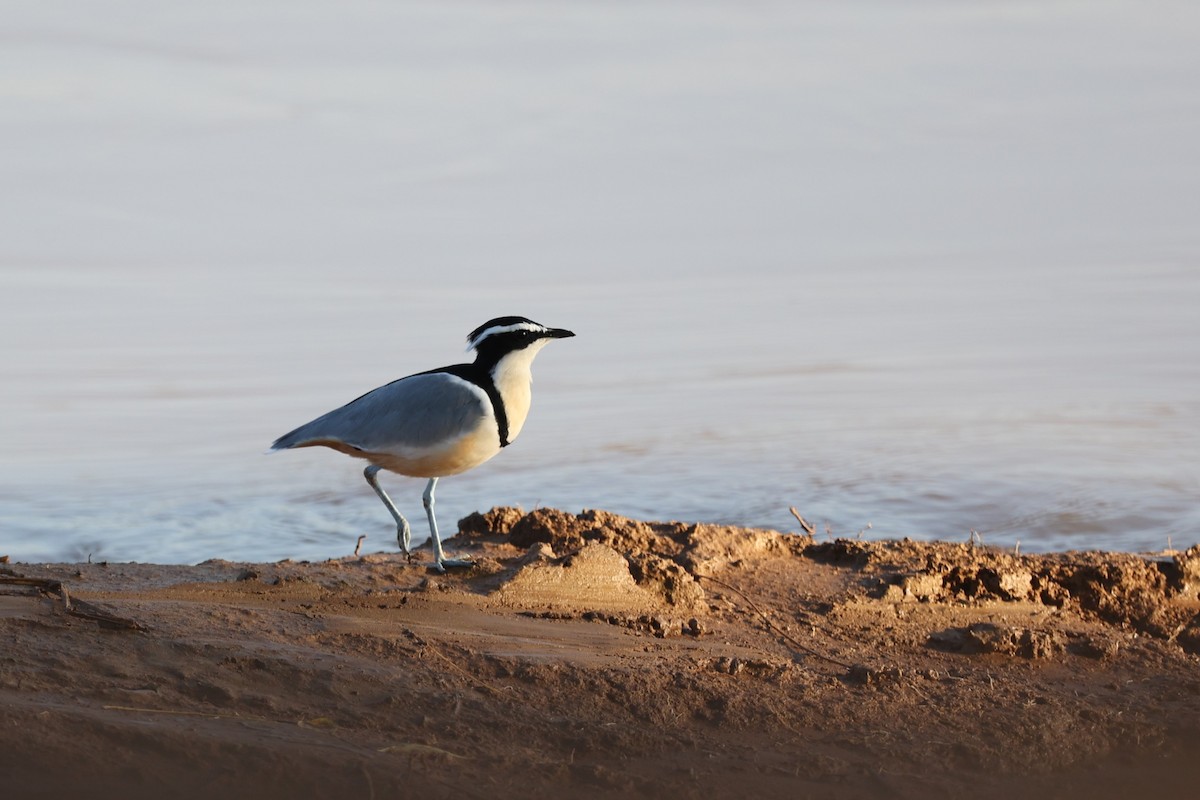 Egyptian Plover - ML643427313