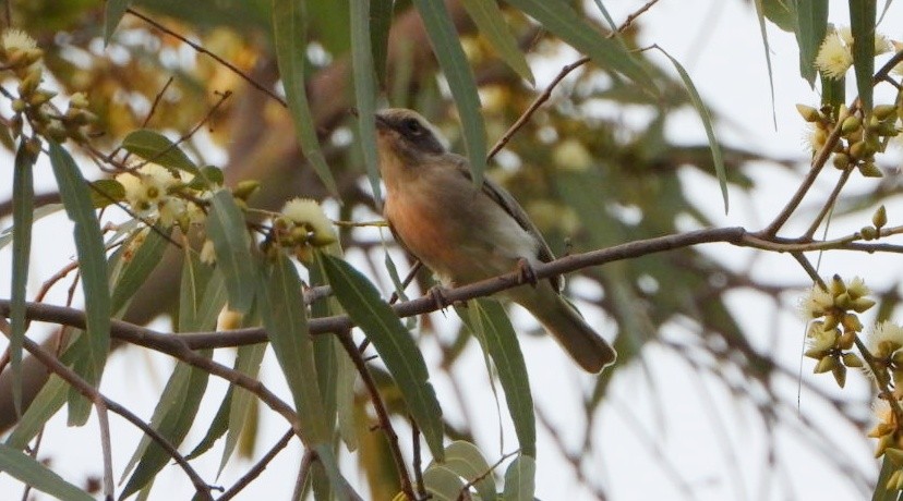 Common Woodshrike - ML643427315