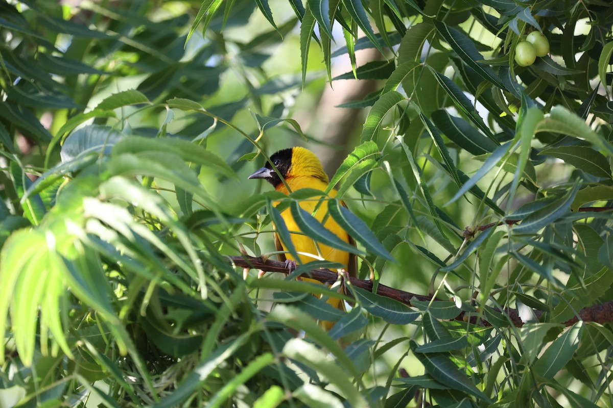 Slender-billed Weaver - ML643427319