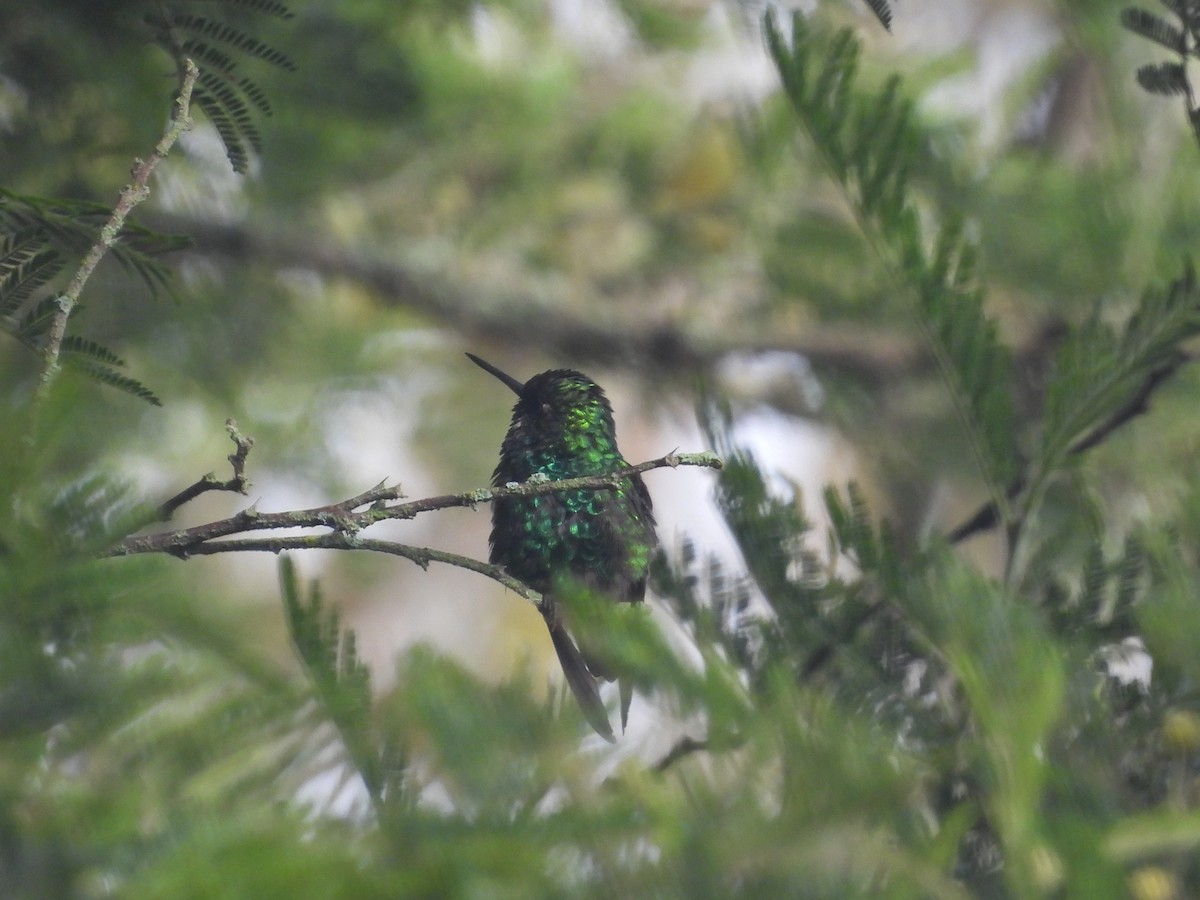 Western Emerald - ML643427345