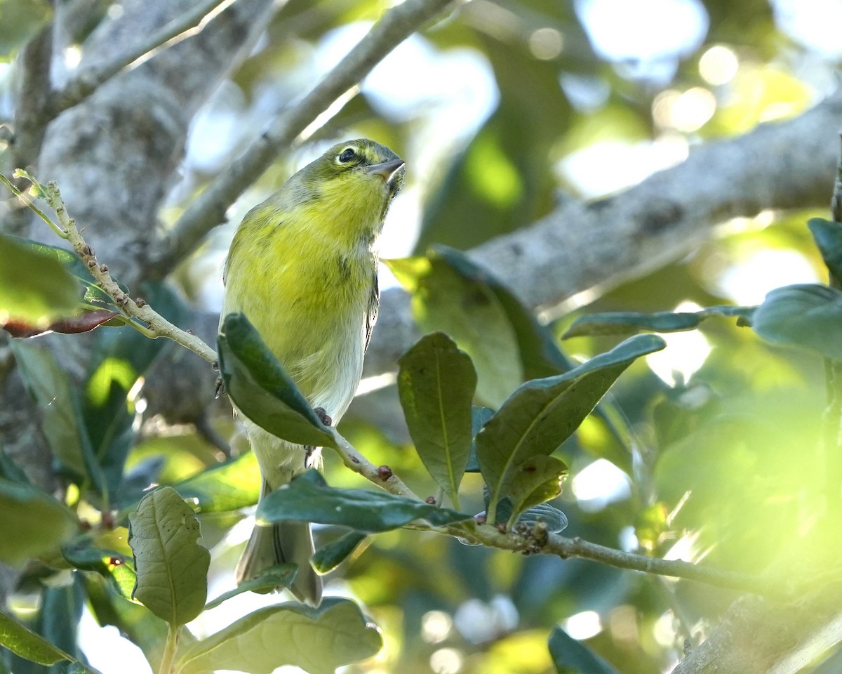 Pine Warbler - ML643427385