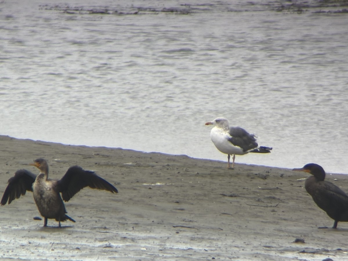 Lesser Black-backed Gull - ML643427401