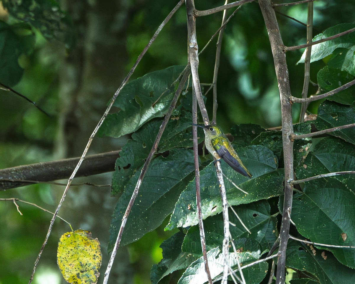 Violet-bellied Hummingbird - ML643427406