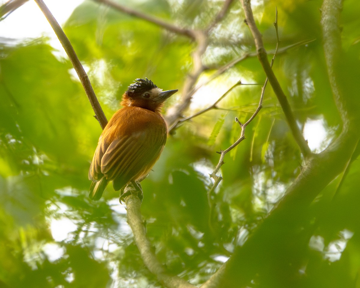 Chestnut Piculet - ML643427457