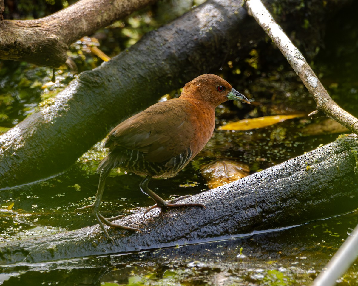 White-throated Crake - ML643427548