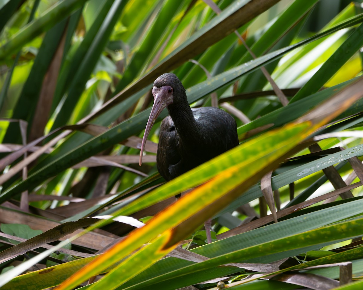 Ibis Afeitado - ML643427810