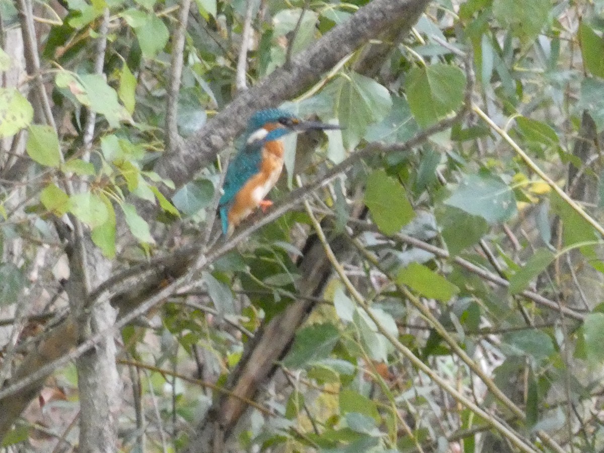 Common Kingfisher - ML643427830
