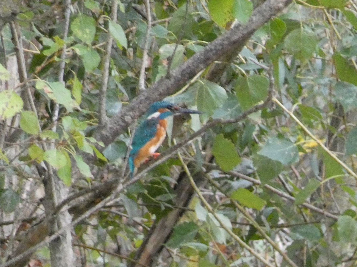 Common Kingfisher - ML643427833