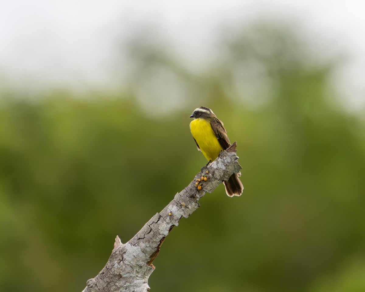 Lesser Kiskadee - ML643427835