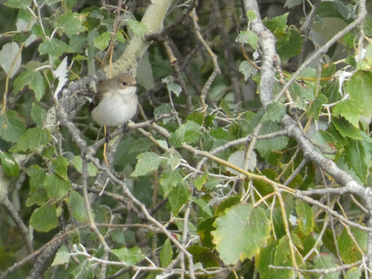 European Pied Flycatcher - ML643427836