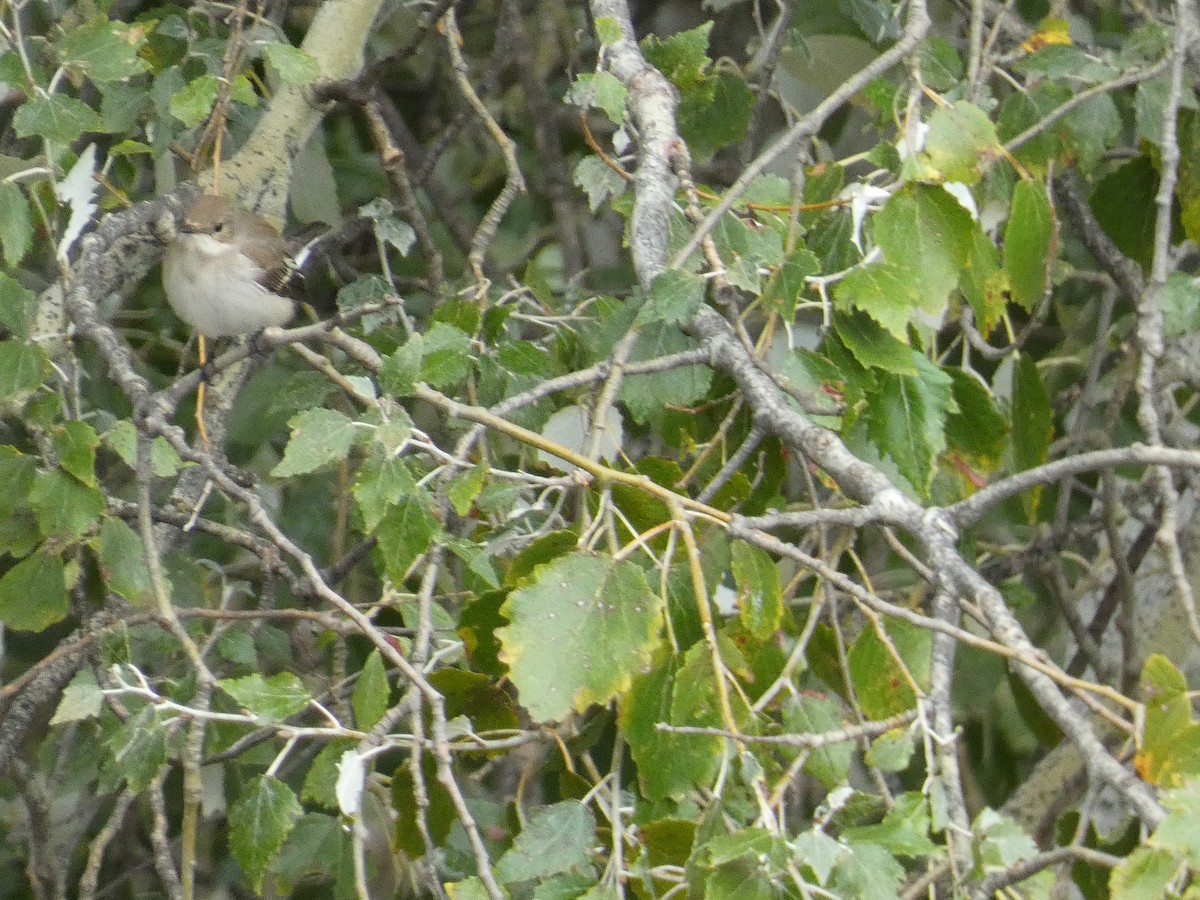 European Pied Flycatcher - ML643427837