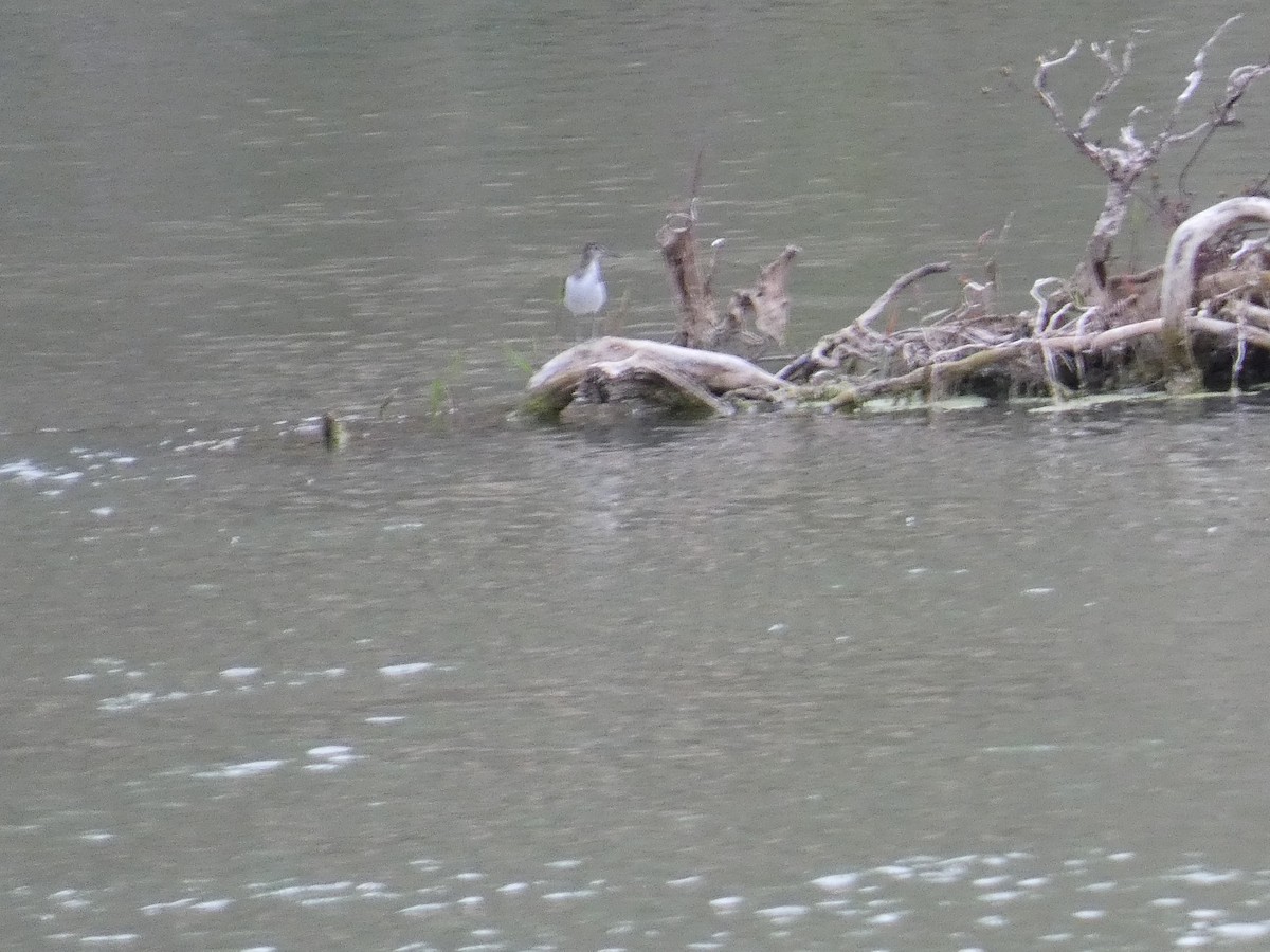 Common Sandpiper - ML643427844