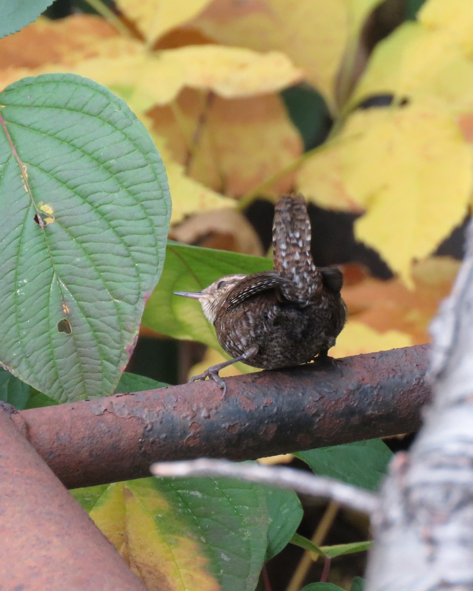 Winter Wren - ML643427862