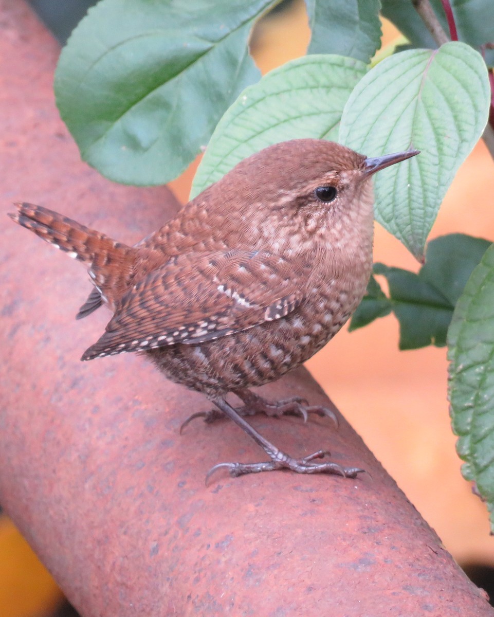 Winter Wren - ML643427863