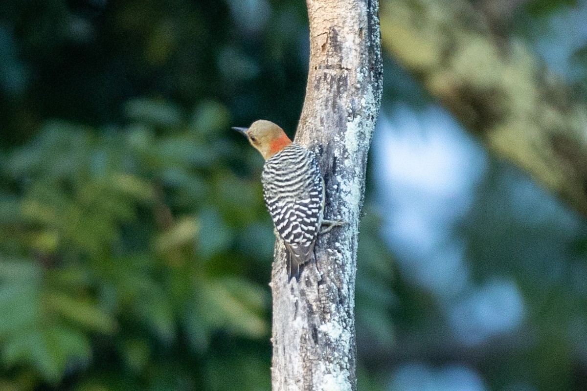 Red-crowned Woodpecker - ML643427865