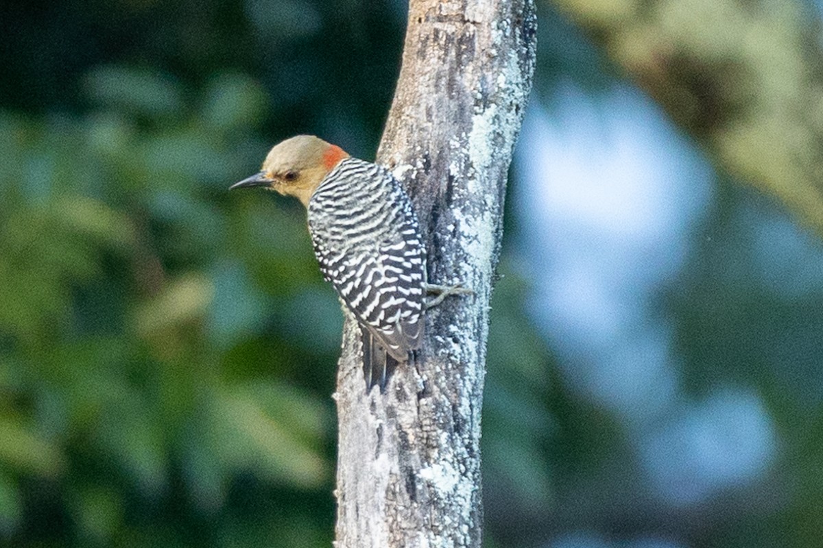 Red-crowned Woodpecker - ML643427874
