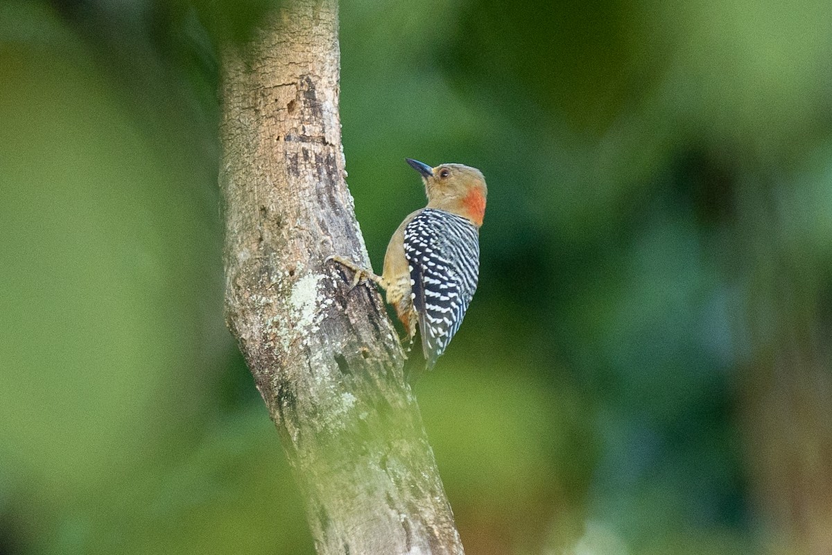 Red-crowned Woodpecker - ML643427876