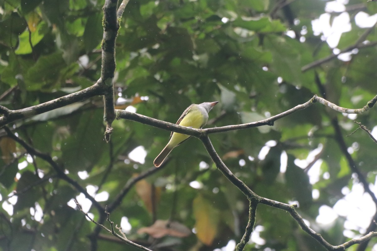 Great Crested Flycatcher - ML643428016