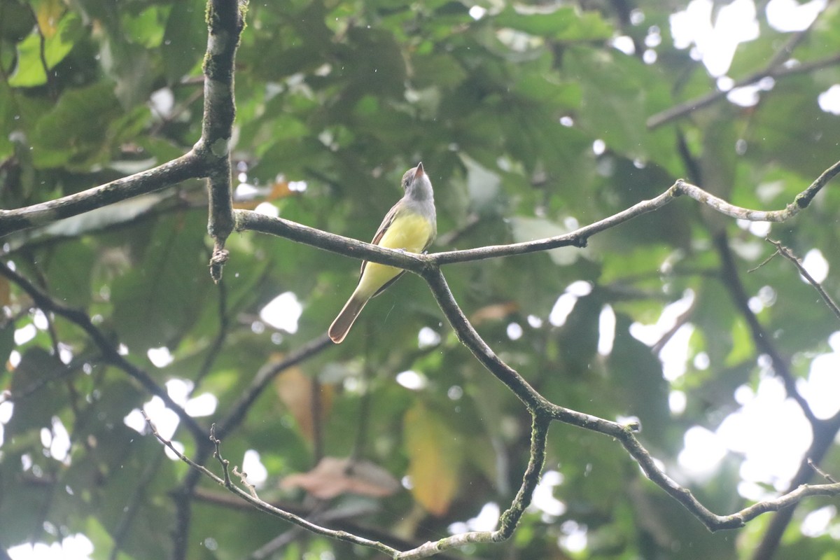 Great Crested Flycatcher - ML643428017
