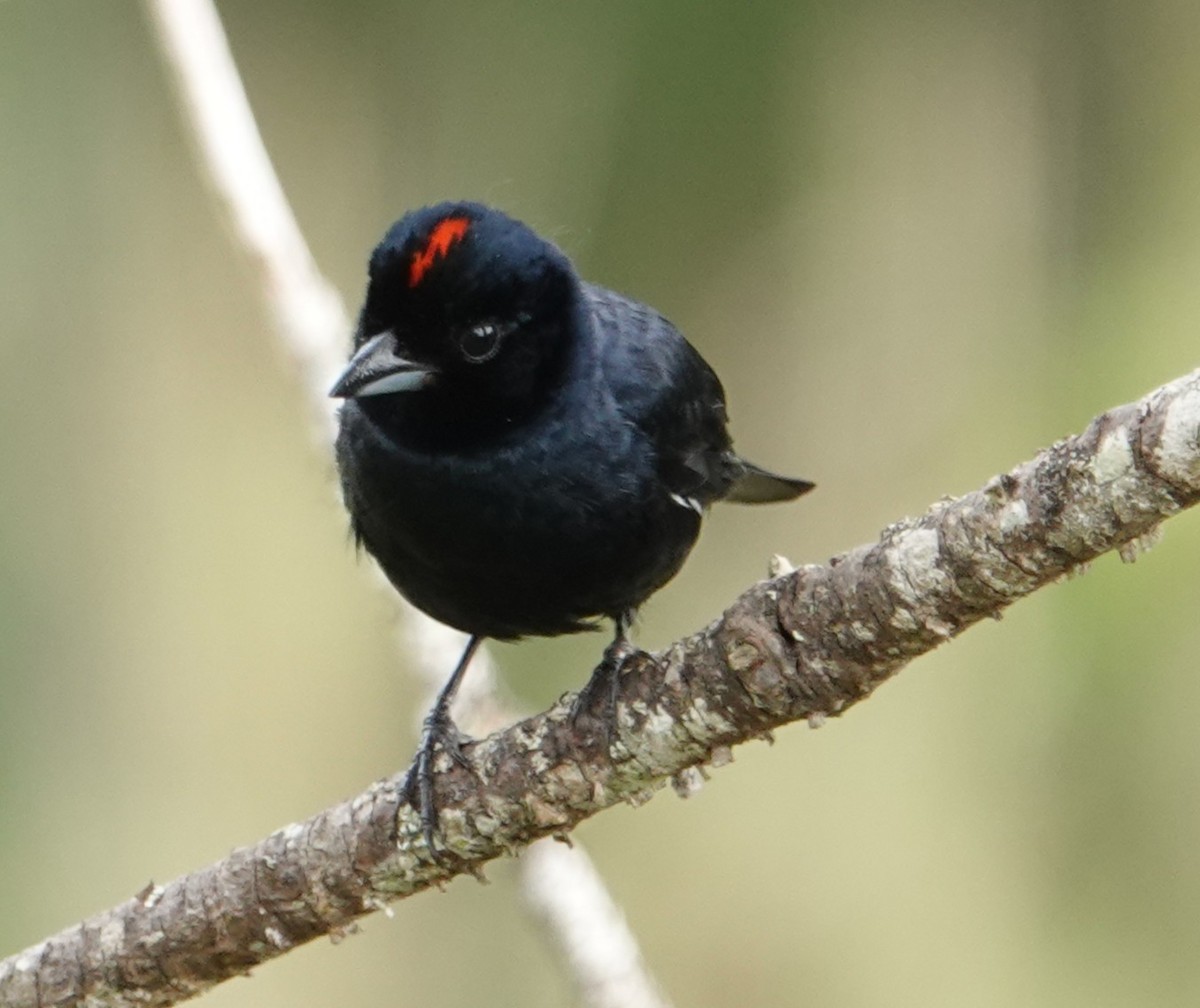Ruby-crowned Tanager - ML643428311