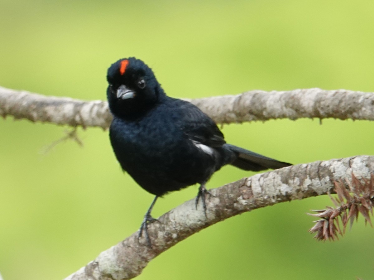 Ruby-crowned Tanager - ML643428312