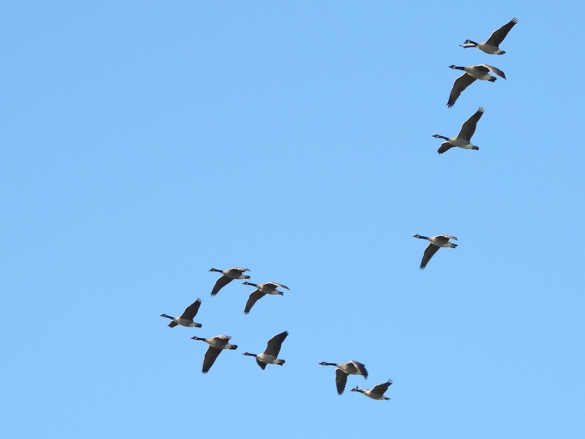Canada Goose - ML643428314