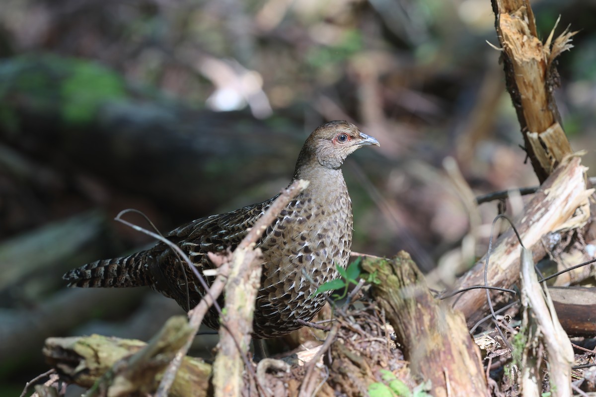 Mikado Pheasant - ML643428373