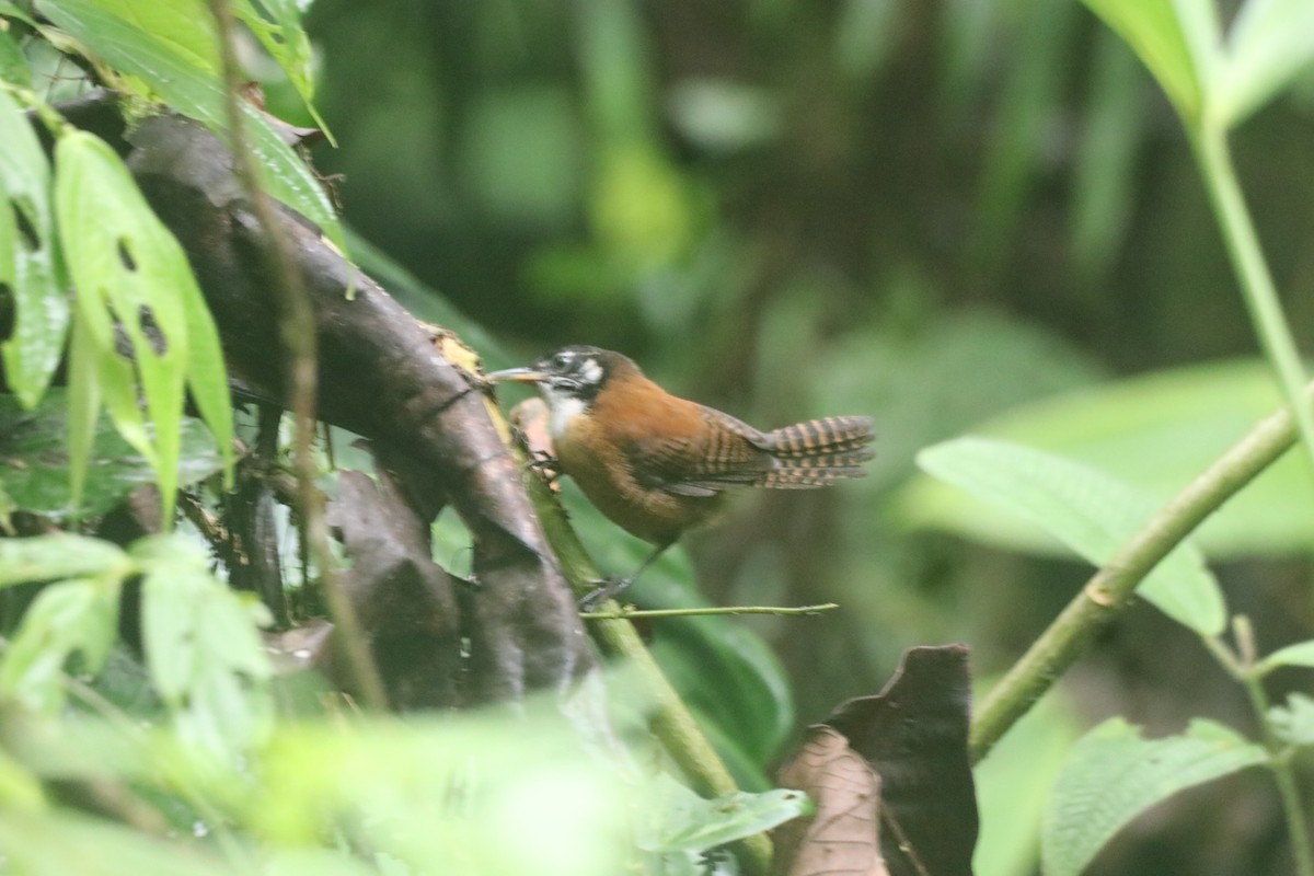 Bay Wren - ML643428375