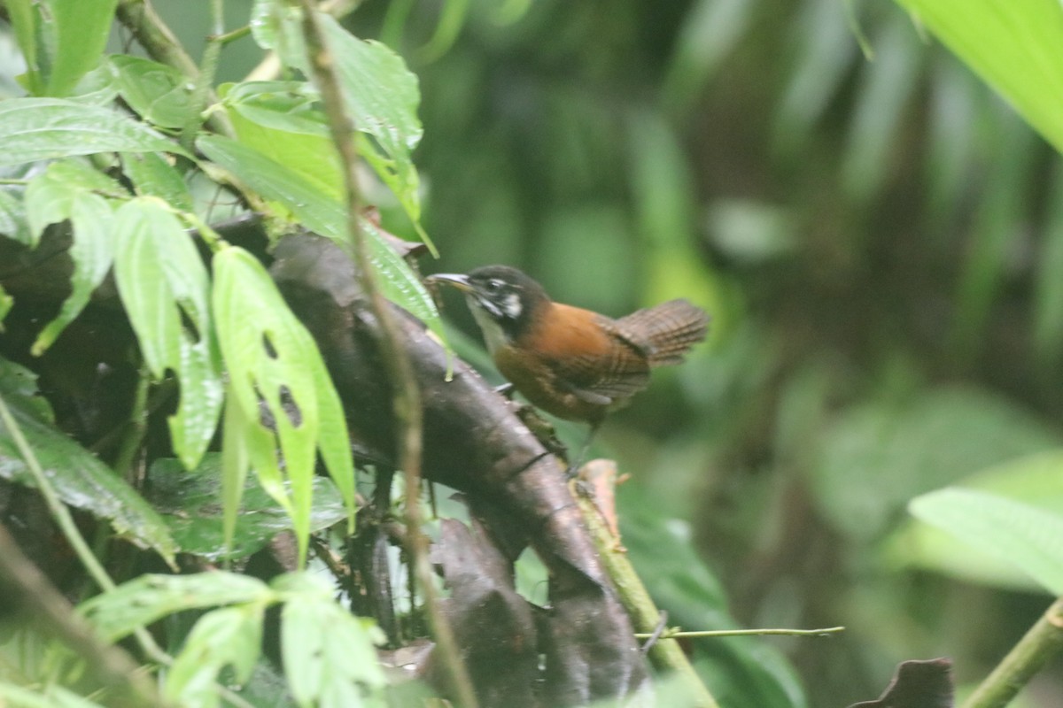 Bay Wren - ML643428376