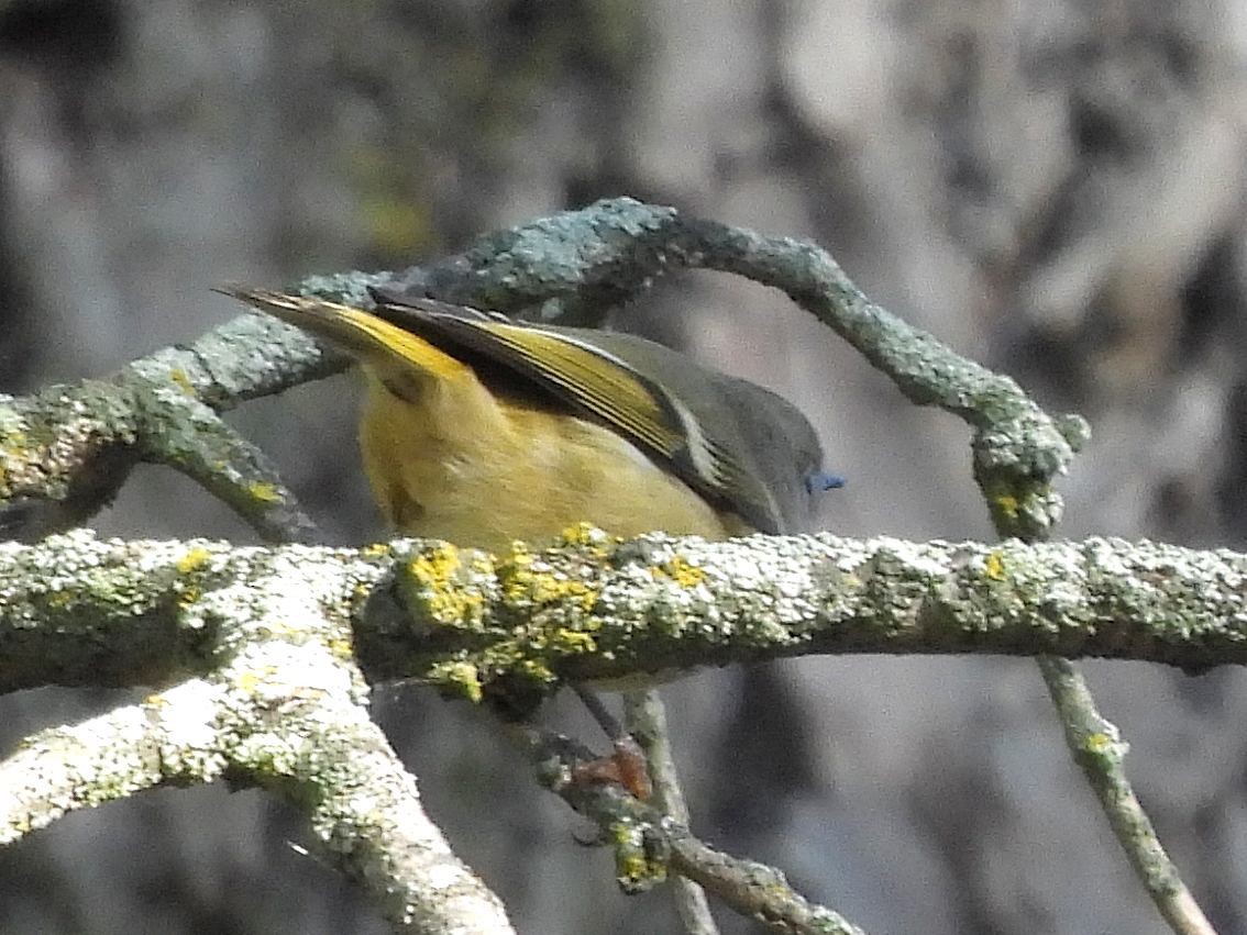 Ruby-crowned Kinglet - ML643428379