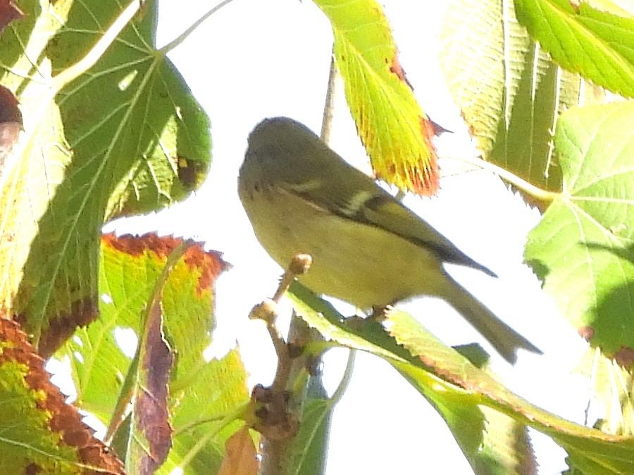 Ruby-crowned Kinglet - ML643428396