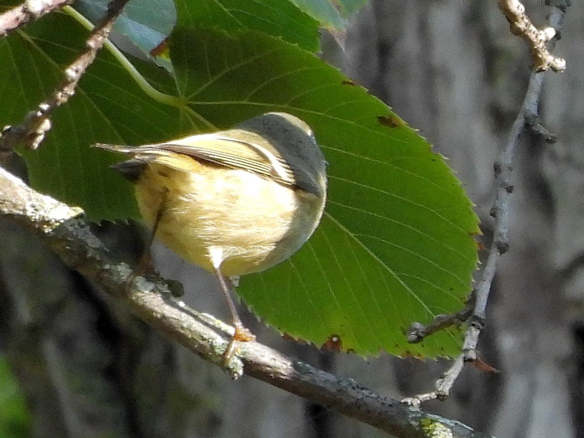 Ruby-crowned Kinglet - ML643428404