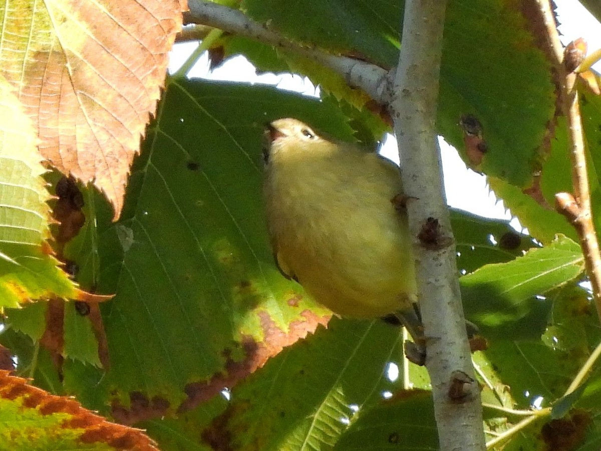 Ruby-crowned Kinglet - ML643428415