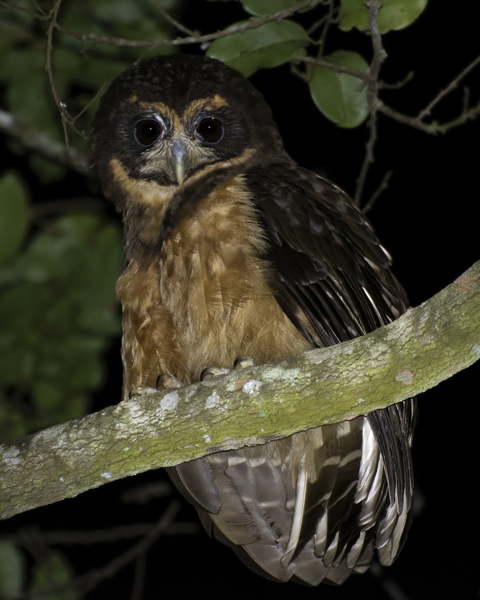 キマユメガネフクロウ - ML643428419