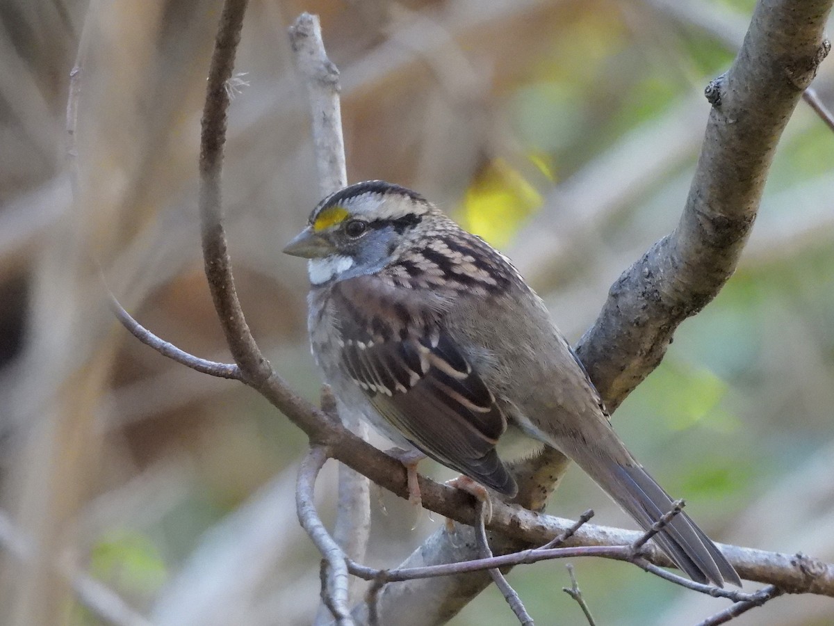 White-throated Sparrow - ML643428432