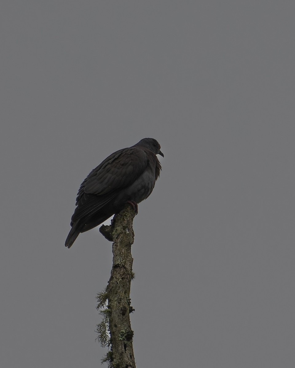 Plumbeous Pigeon - ML643428441