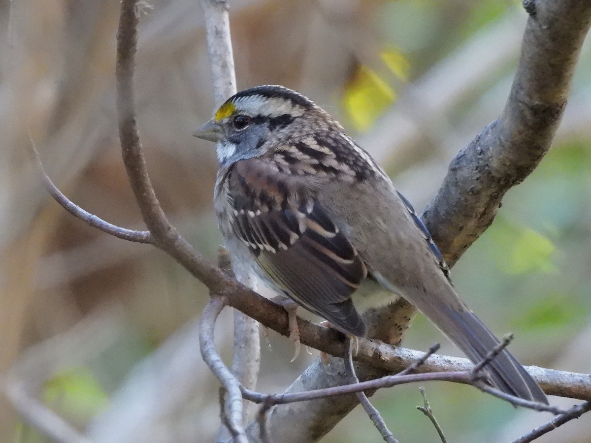 White-throated Sparrow - ML643428442