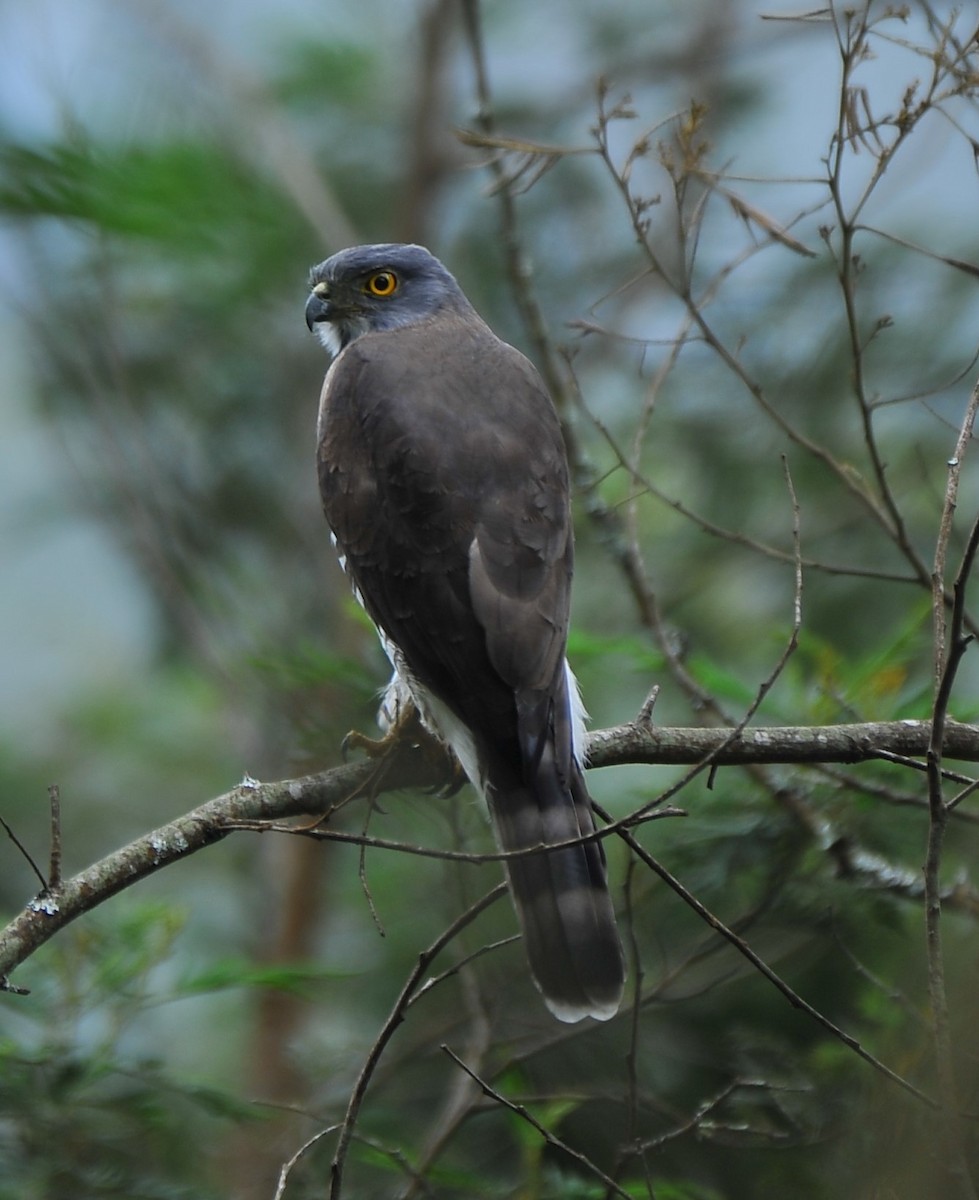 Crested Goshawk - ML643428444