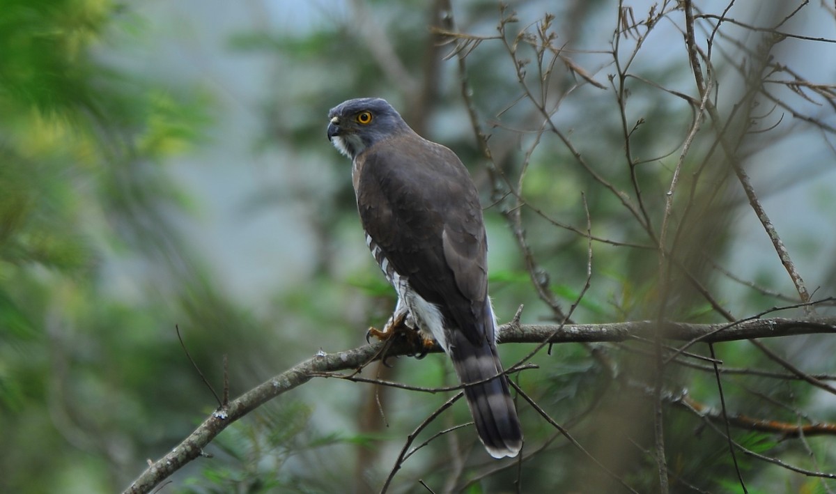 Crested Goshawk - ML643428446